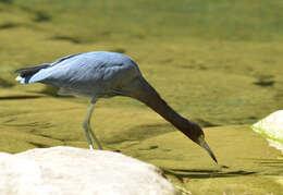 Image of Little Blue Heron
