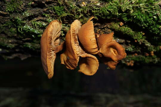 Image of Gymnopilus hybridus (Gillet) Maire 1933