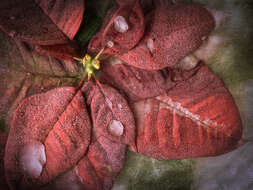 Image of poinsettia