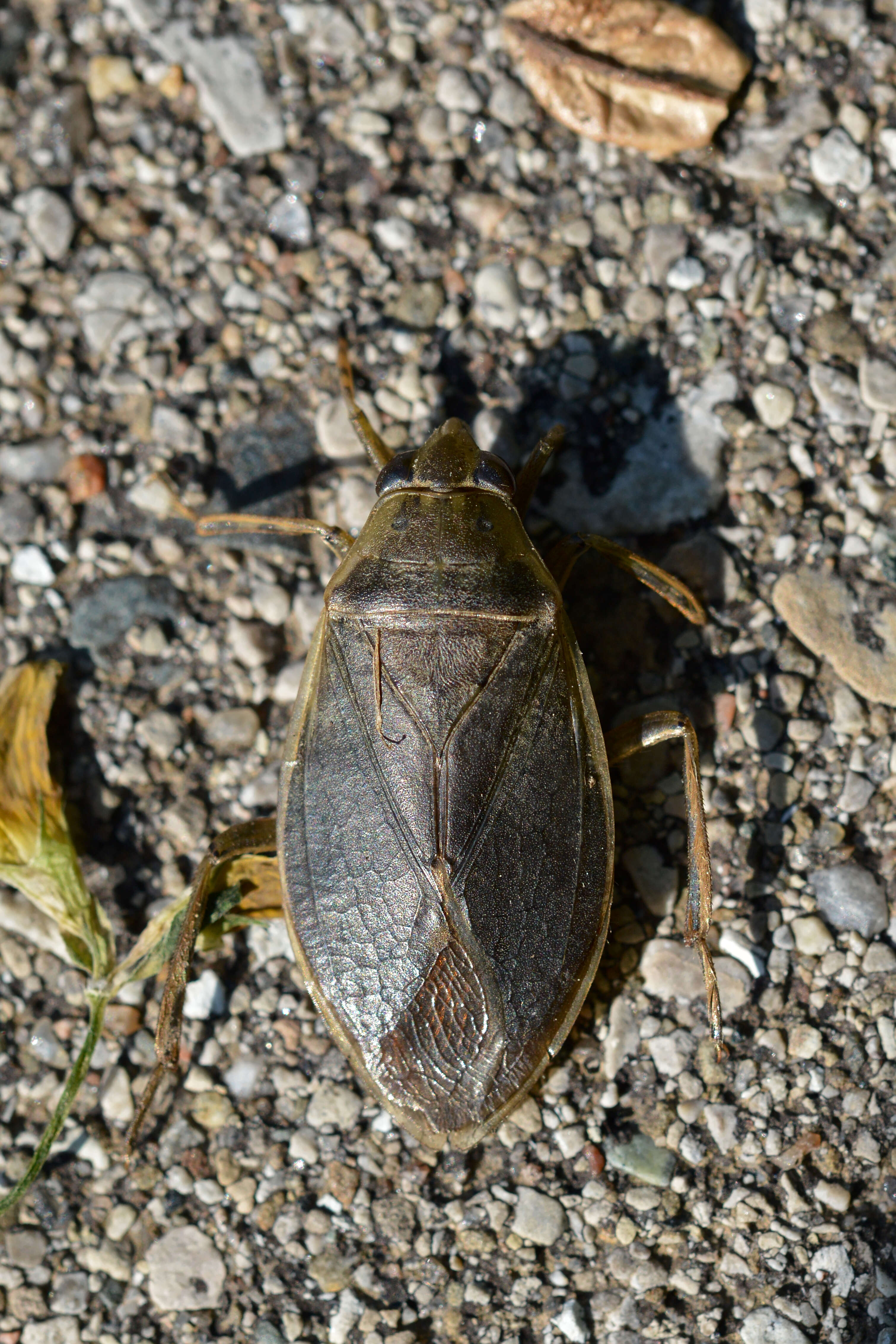 Image of giant water bug