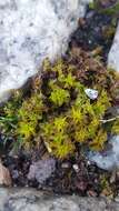 صورة Syntrichia ruralis Weber & D. Mohr 1803