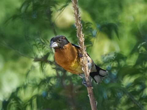 Image of Black-headed Grosbeak