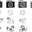 صورة Bolidophyceae