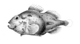 Image of Alaskan lumpsucker