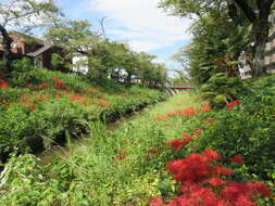 Image of red spider lily