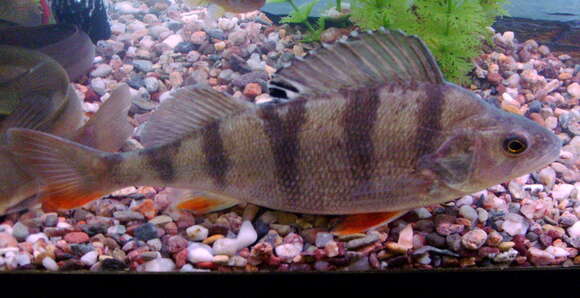 Image of Perch