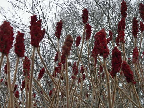 Image of staghorn sumac