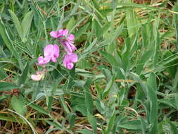 Image of Everlasting pea