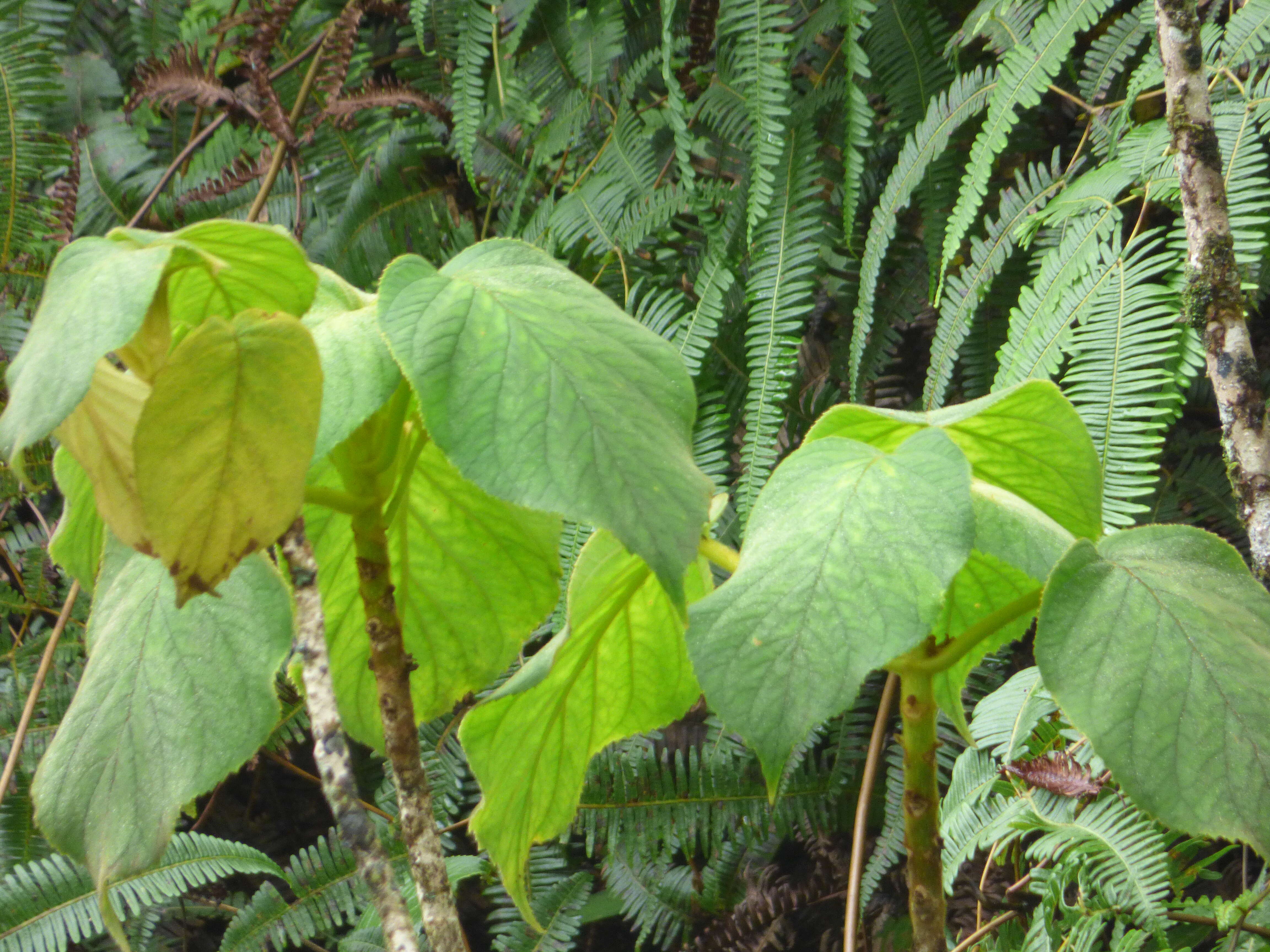 Sivun Cyrtandra platyphylla A. Gray kuva