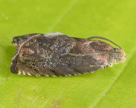 Image of Hickory Shuckworm Moth