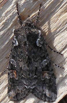 Image of Plush-naped Pinion