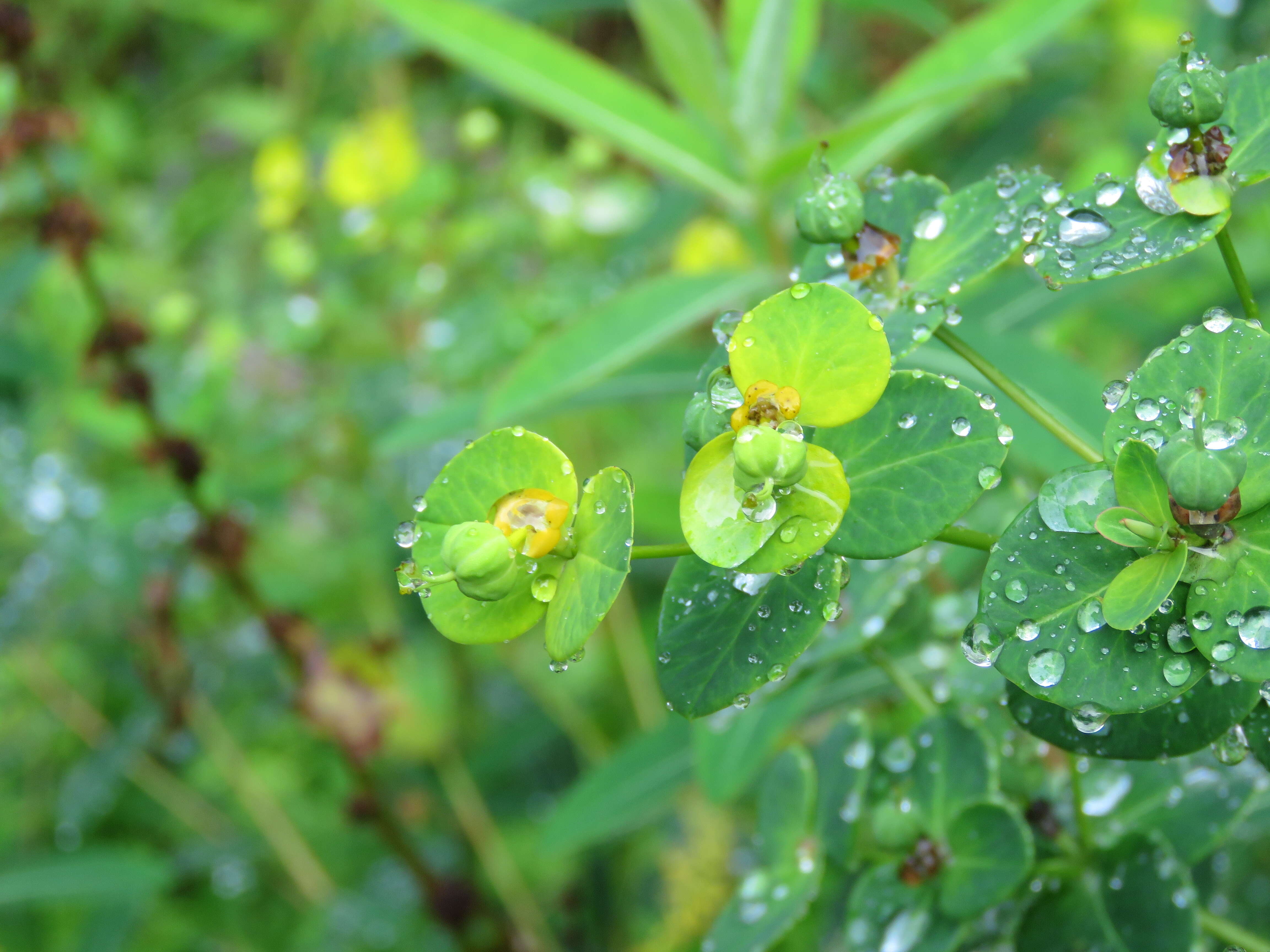 Image of Euphorbia wallichii Hook. fil.