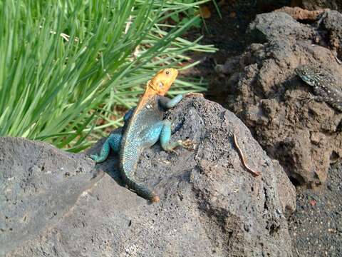 Image of Kenya Rock Agama