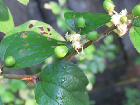 Image of Indian Jujube