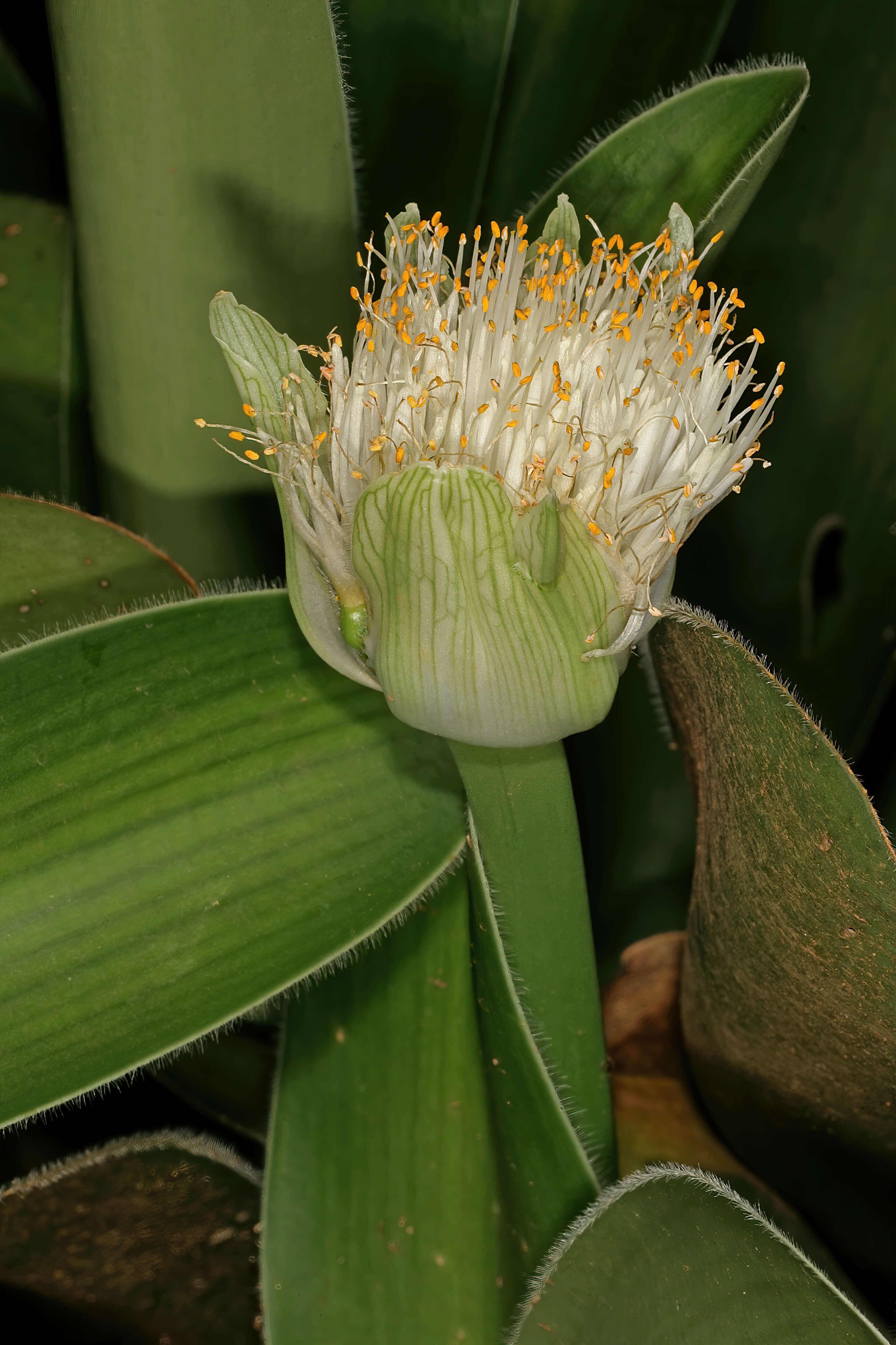 Imagem de Haemanthus albiflos Jacq.