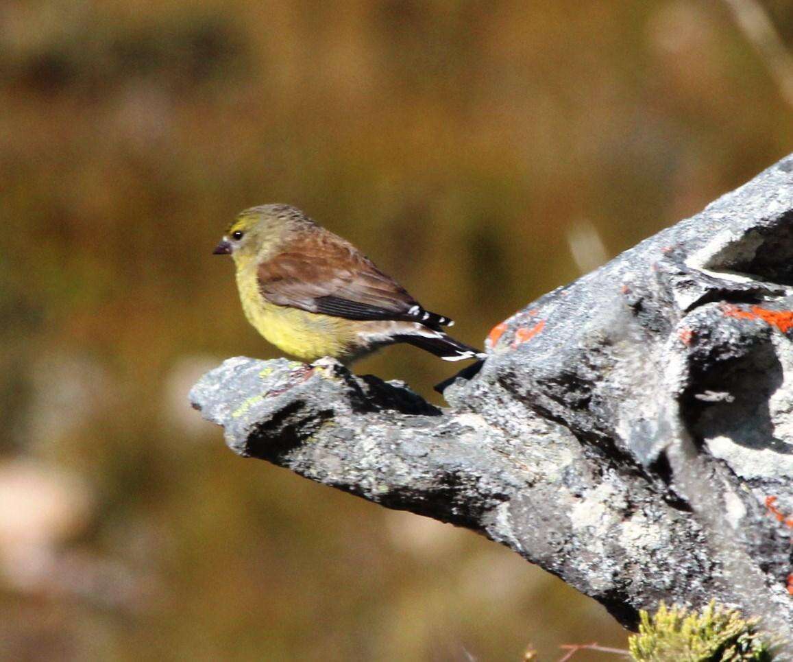 Image of Cape Siskin