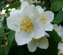 Image of sweet mock orange