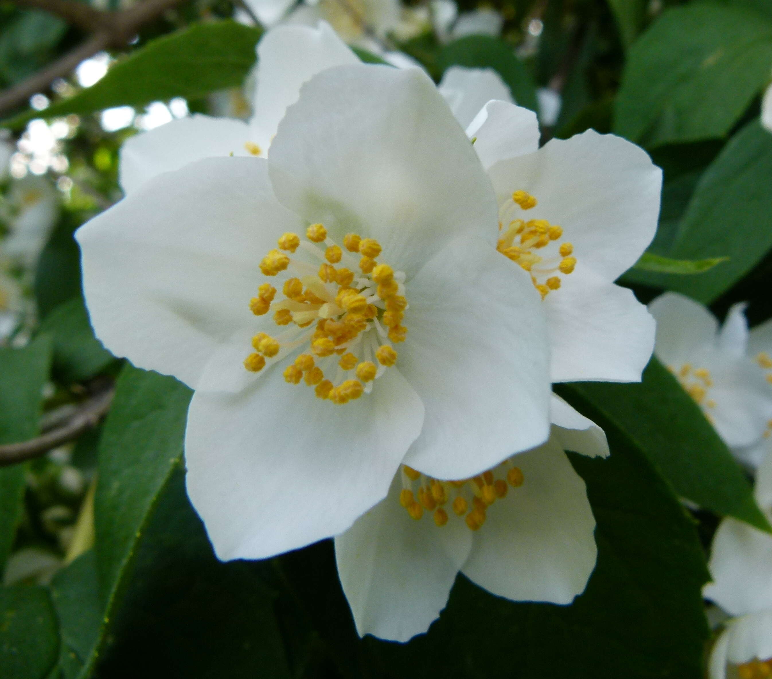 Image of sweet mock orange