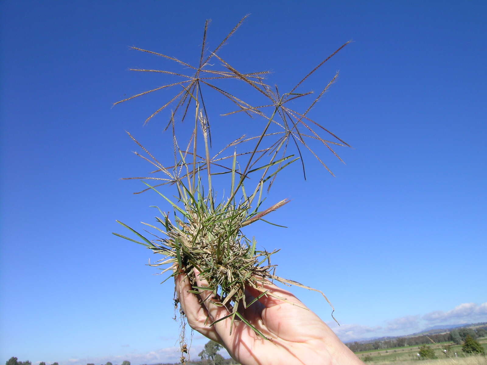 Image of Australian fingergrass