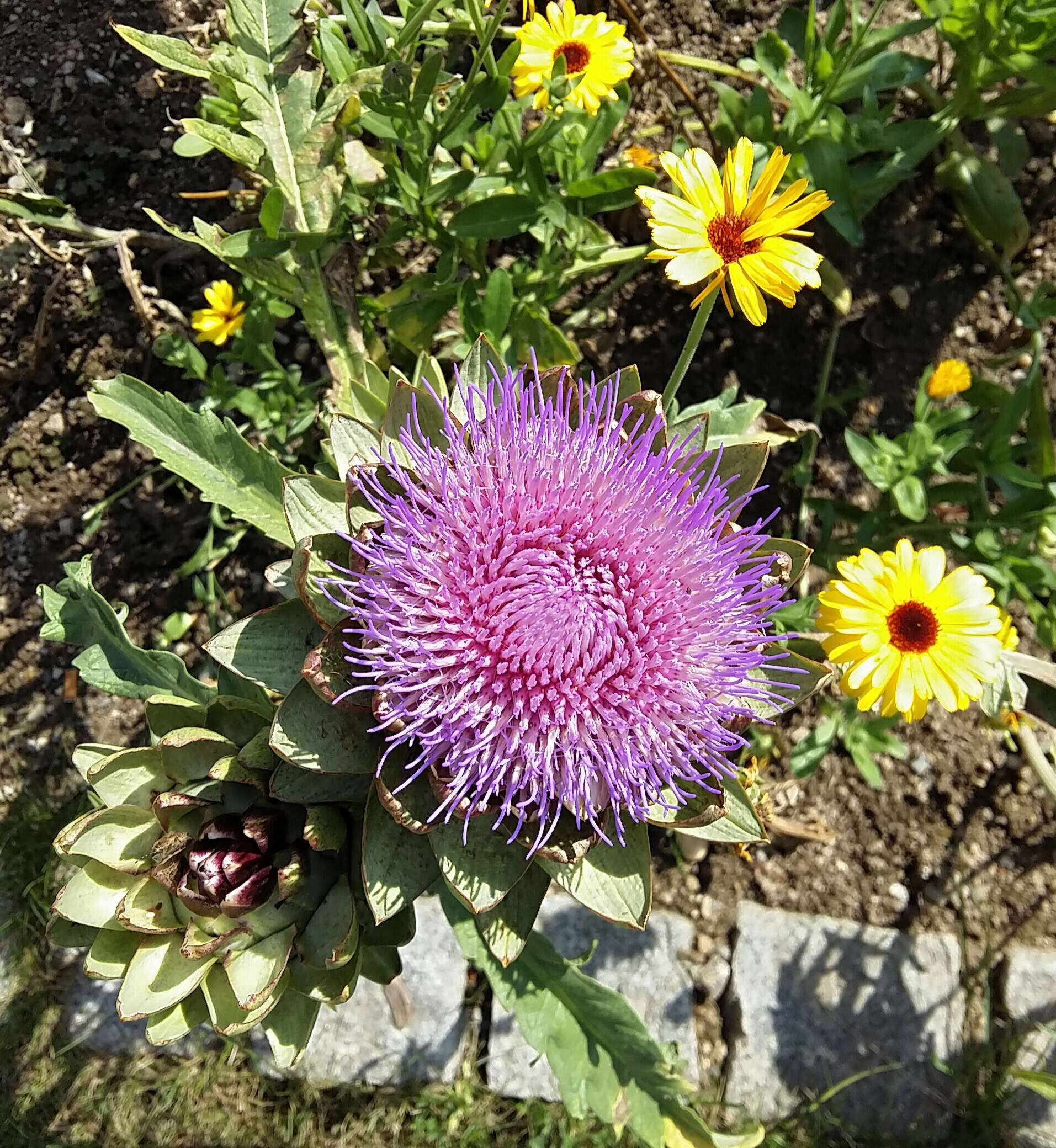 Image of cardoon