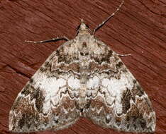 Image of Dark Marbled Carpet