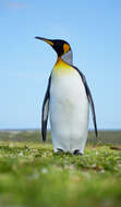 Image of King Penguin