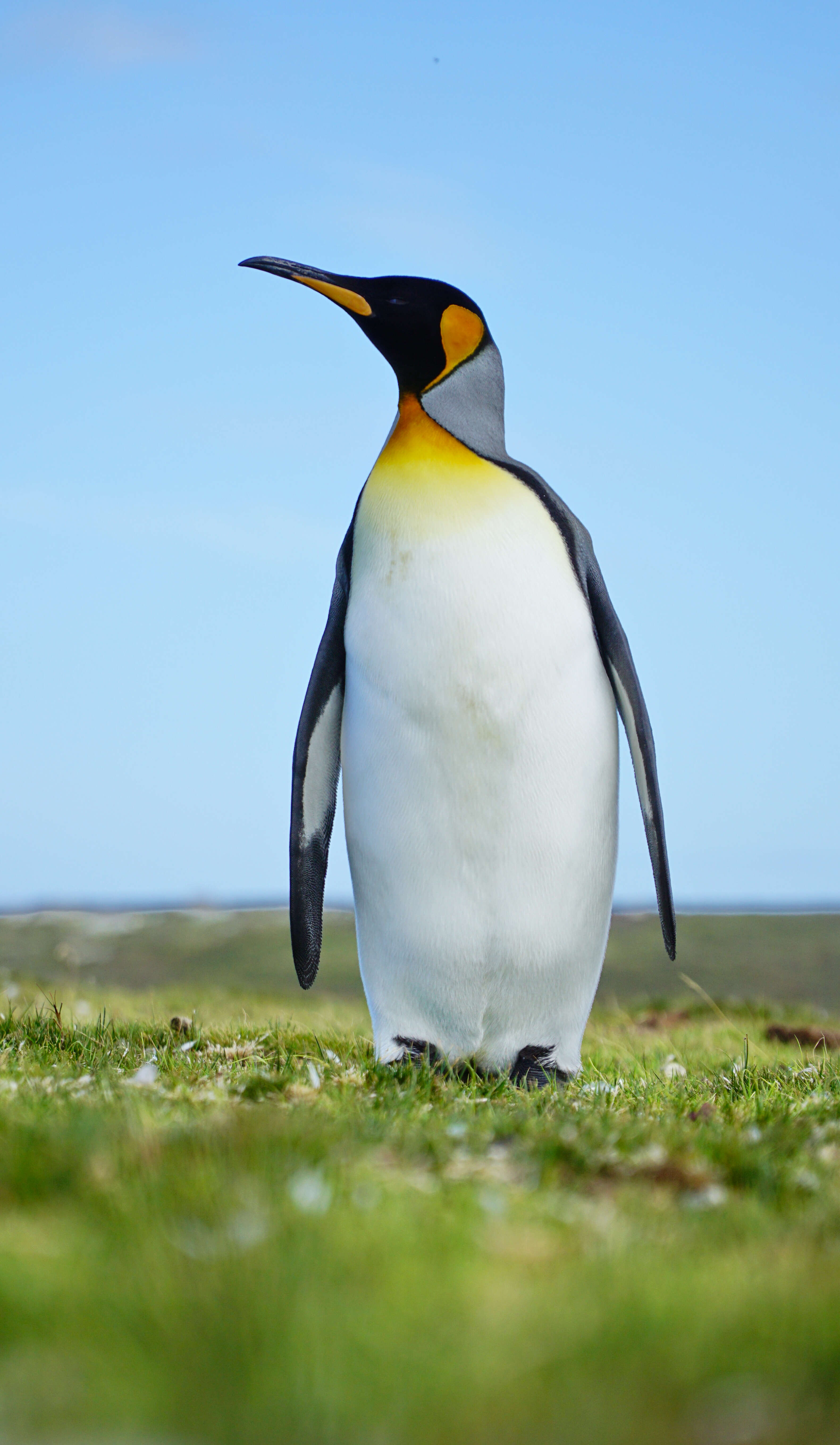 Image of King Penguin