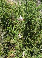 Image of Prostanthera chlorantha (F. Muell.) Benth.