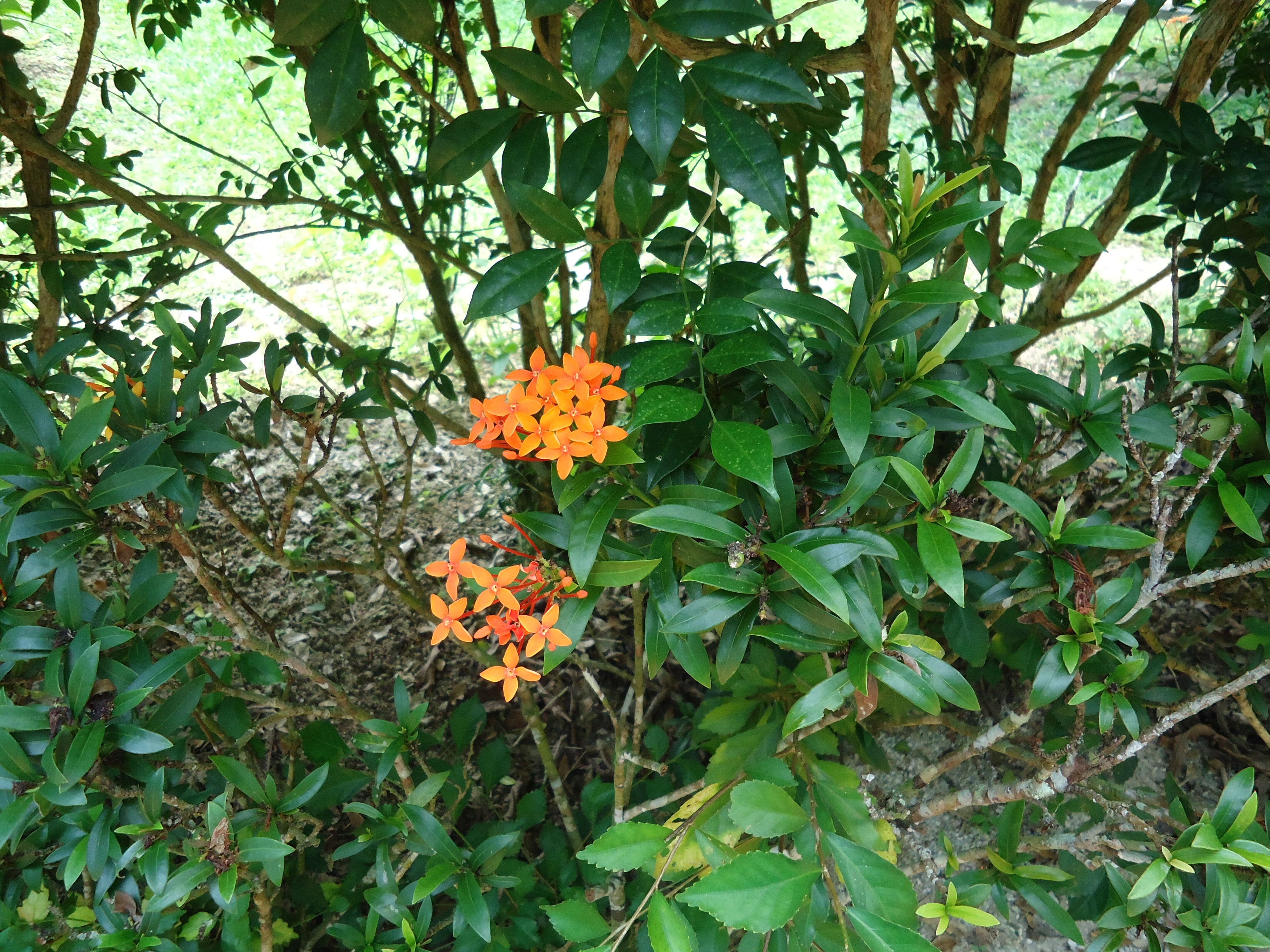 Image of ixora