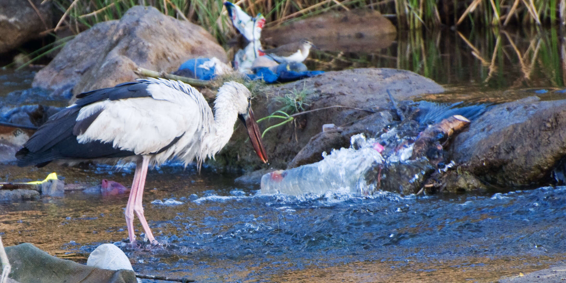 Image of Openbill stork