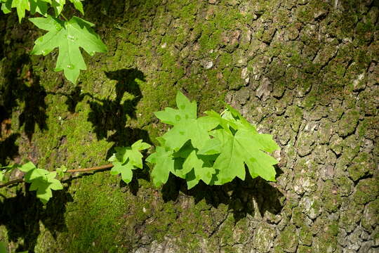 Image of Oriental Sweetgum