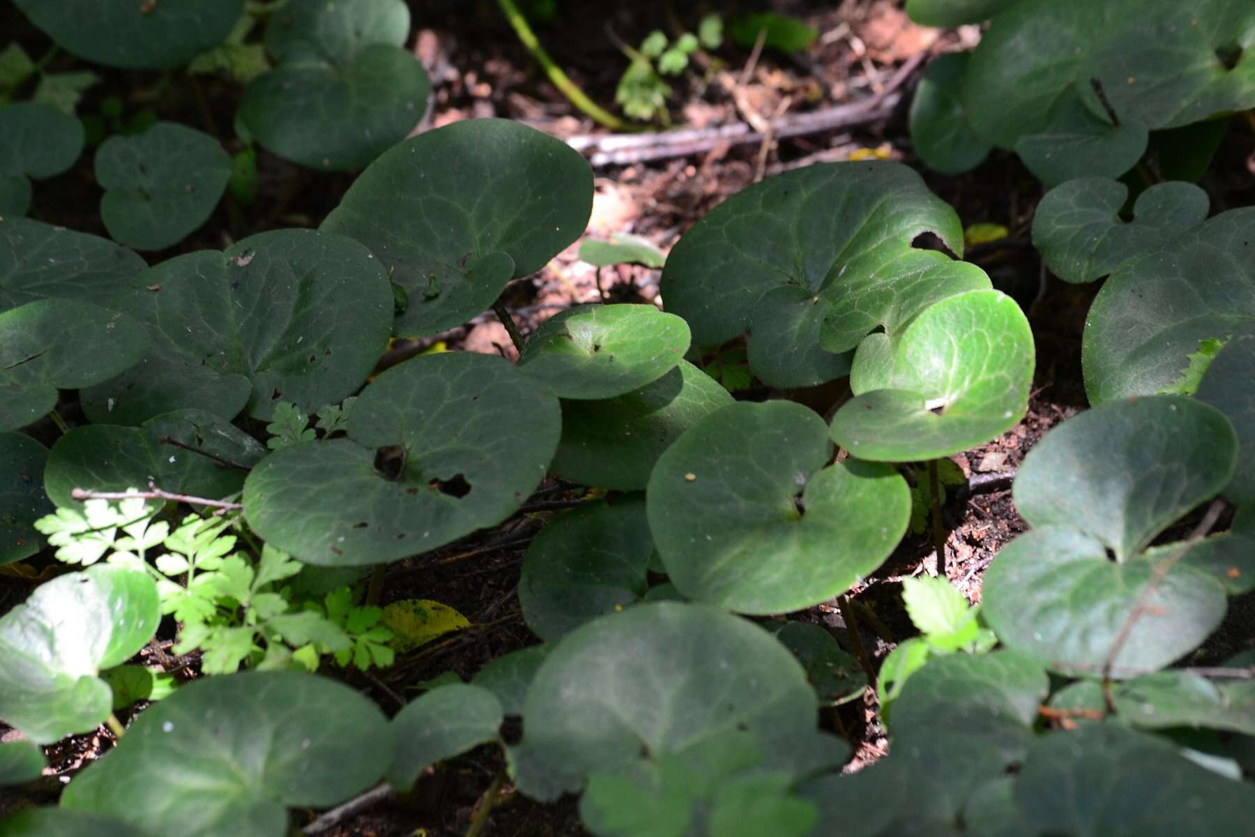 Image of European wild ginger