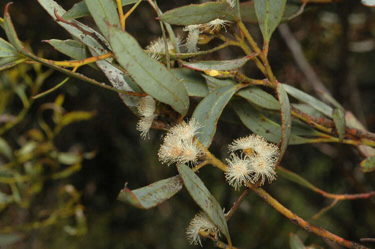 Слика од Eucalyptus discreta M. I. H. Brooker