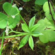 Image of fragrant bedstraw