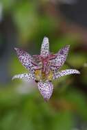 Image of toad lily