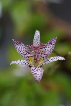 Image of toad lily