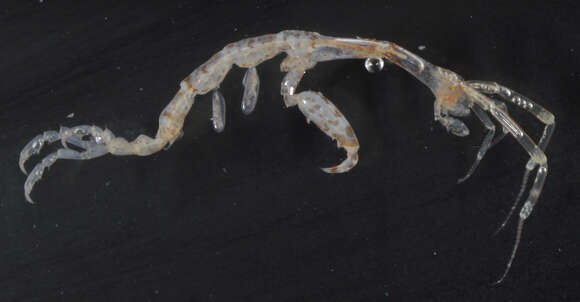 Image of Skeleton shrimp