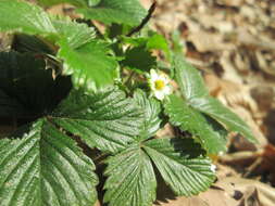 Image of woodland strawberry