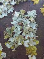 Image of Hammered shield lichen