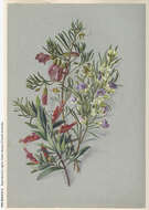 Image of lobelia