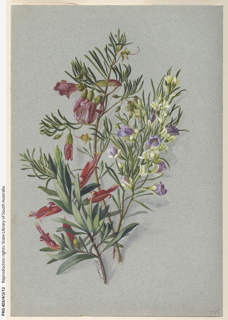 Image of lobelia