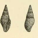 Image of Raphitoma corbis (Potiez & Michaud 1838)