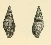 Image of Raphitoma corbis (Potiez & Michaud 1838)