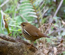 Image of Rufous-tailed Antthrush