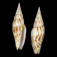 Image of Imbricaria bellulavaria (Dekkers, Herrmann, Poppe & Tagaro 2014)