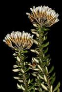 Image of Strandveld Blombush