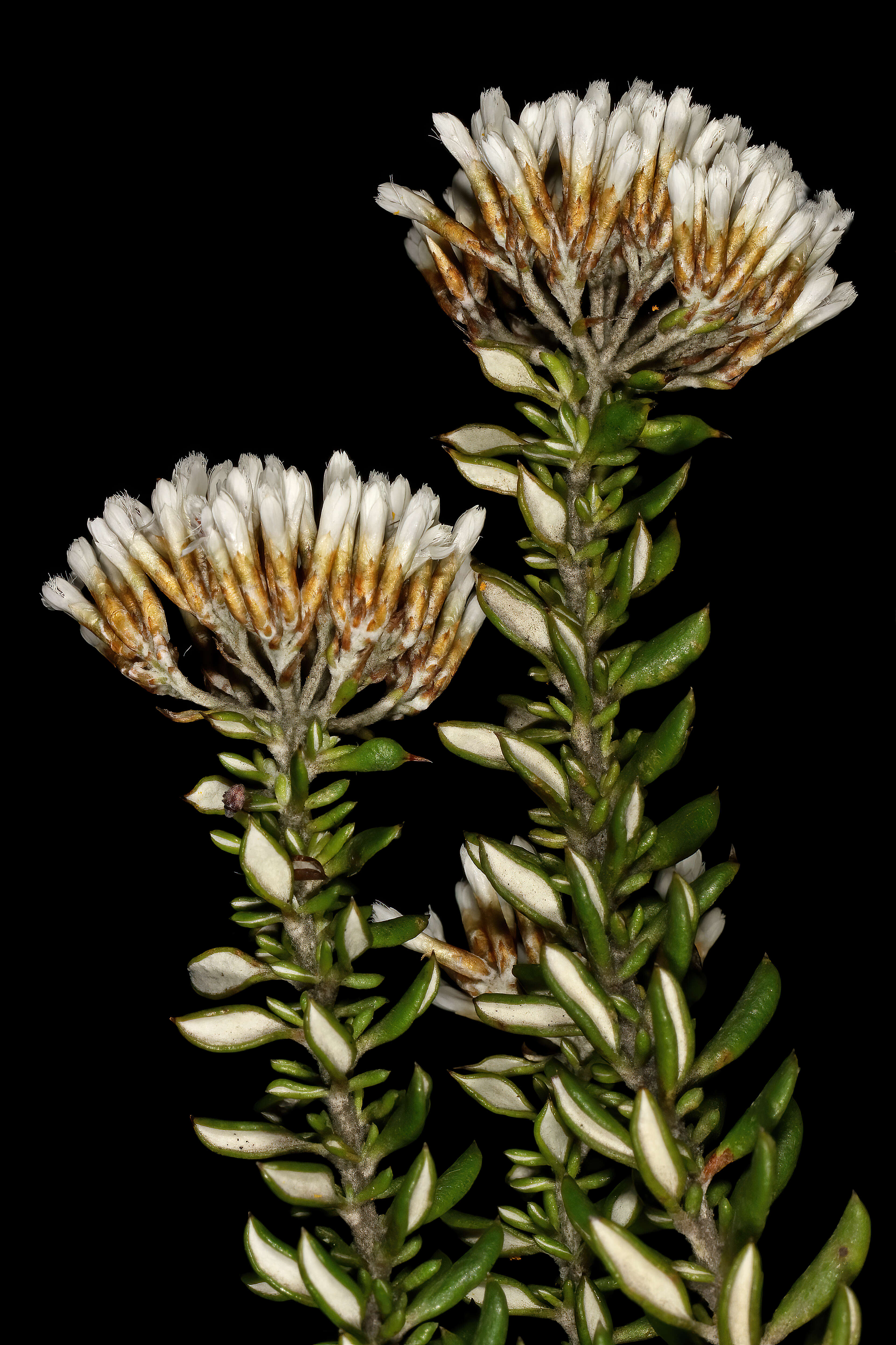 Image of Strandveld Blombush