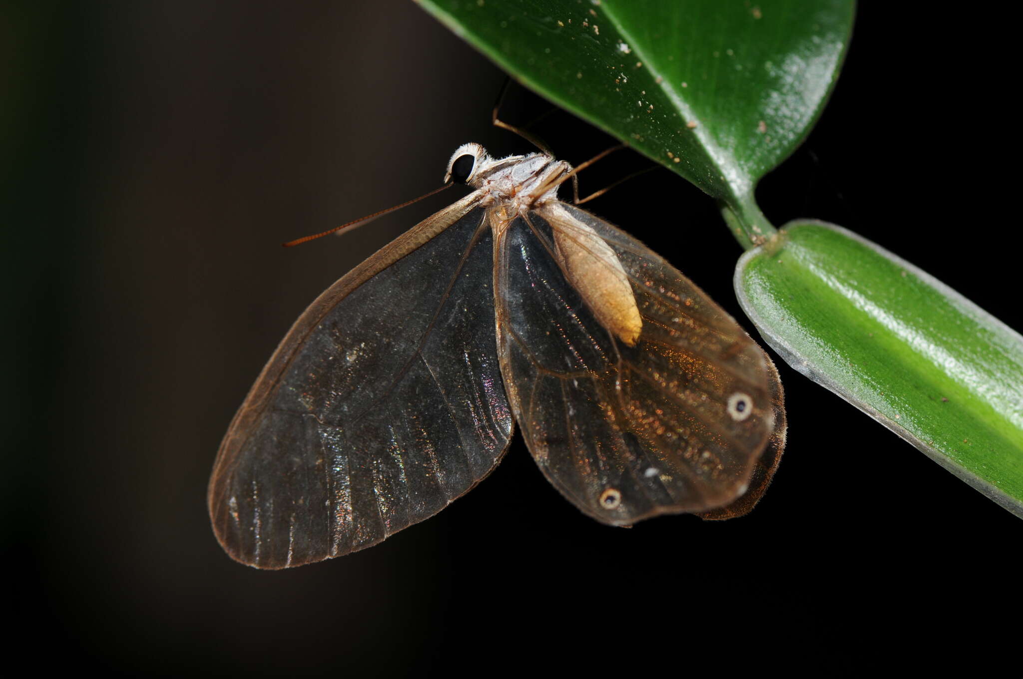 Image of Haetera piera Linnaeus 1758