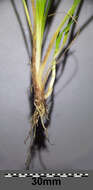 Image of Carex viridula