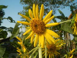 Image of common sunflower